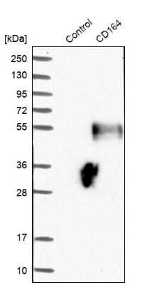 Western Blot: CD164 Antibody [NBP1-81159]