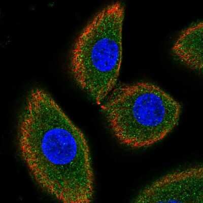 Immunocytochemistry/ Immunofluorescence: CD164L2 Antibody [NBP2-38010]