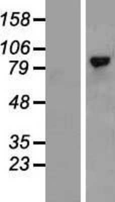 Western Blot: RHAMM/CD168 Overexpression Lysate [NBL1-11623]