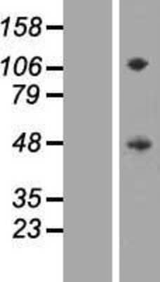 Western Blot: SIRP gamma/CD172g Overexpression Lysate [NBL1-15972]