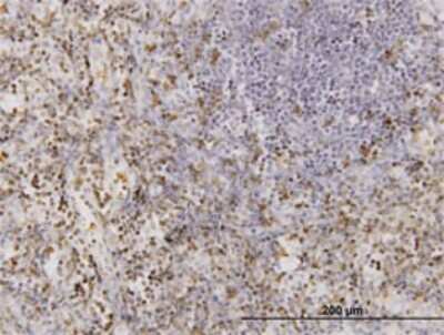 Immunohistochemistry-Paraffin: CD177 Antibody (4C4) [H00057126-M01]