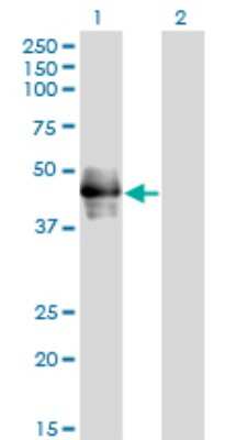 Western Blot: CD177 Antibody (4C4) [H00057126-M01]