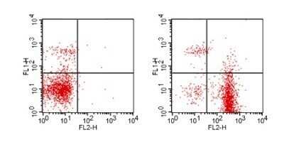 Flow Cytometry: CD19 Antibody (1D3) - Azide and BSA Free [NBP2-80633]