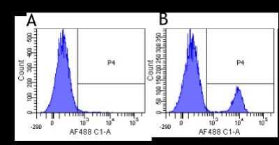 Flow Cytometry: CD19 Antibody (4G7) - Chimeric - Azide and BSA Free [NBP2-52664]