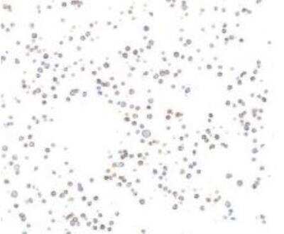 Immunocytochemistry/ Immunofluorescence: CD19 Antibody (BLR137H) [NBP3-14717]