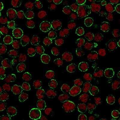 Immunocytochemistry/ Immunofluorescence: CD19 Antibody (CVID3/155) - Azide and BSA Free [NBP2-61908]