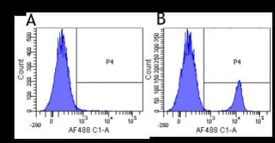 Flow Cytometry: CD19 Antibody (FMC63) - Chimeric - Azide and BSA Free [NBP2-52688]