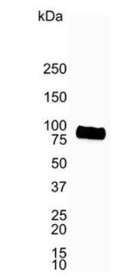 Western Blot: CD19 Antibody (LE-CD19)BSA Free [NB100-65672]