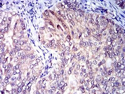 Immunohistochemistry-Paraffin: CD1c/BDCA-1 Antibody (2A7C11) - BSA Free [NBP2-61726]