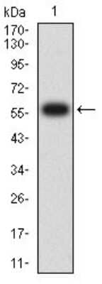 Western Blot: CD1c/BDCA-1 Antibody (2A7C11)BSA Free [NBP2-61726]