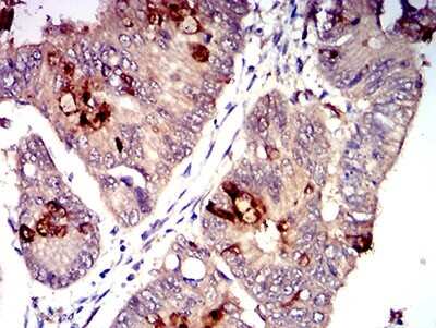 Immunohistochemistry-Paraffin: CD1c/BDCA-1 Antibody (3G1B3) - BSA Free [NBP2-61725]