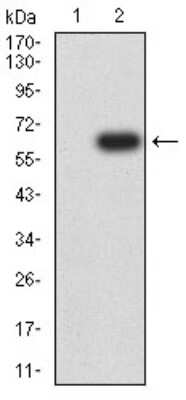 Western Blot: CD1c/BDCA-1 Antibody (3G1B3)BSA Free [NBP2-61725]