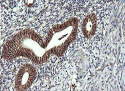 Immunohistochemistry-Paraffin: CD1c/BDCA-1 Antibody (OTI2F4) - Azide and BSA Free [NBP2-70345]