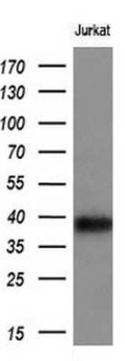 Western Blot: CD1c/BDCA-1 Antibody (OTI2F4) [NBP2-46123]