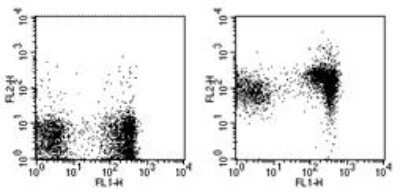 Flow Cytometry: CD1d Antibody (1B1) - BSA Free [NBP1-43461]