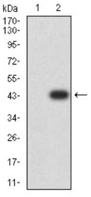 Western Blot: CD2 Antibody (3D1E3)BSA Free [NBP2-61727]