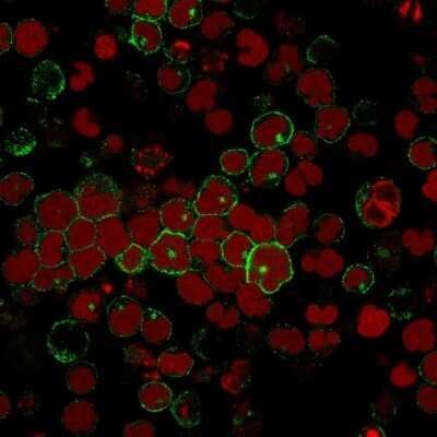 Immunocytochemistry/ Immunofluorescence: CD2 Antibody (BH1) - Azide and BSA Free [NBP2-34561]