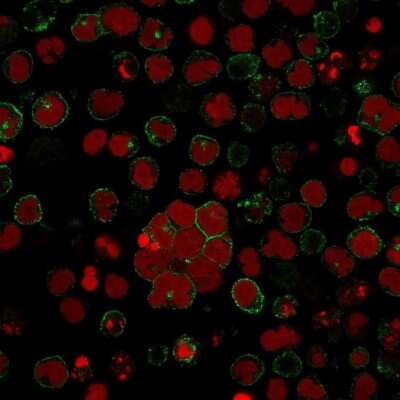 Immunocytochemistry/ Immunofluorescence: CD2 Antibody (LFA2/600) [NBP2-44909]