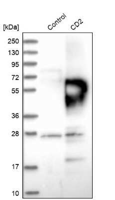 Western Blot: CD2 Antibody [NBP1-87005]