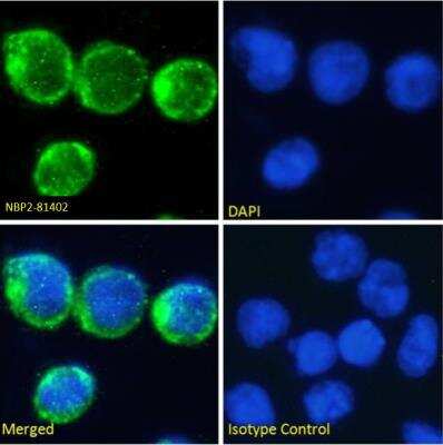 Immunocytochemistry/ Immunofluorescence: CD2 Antibody (YTH 655) - Azide and BSA Free [NBP2-81042]