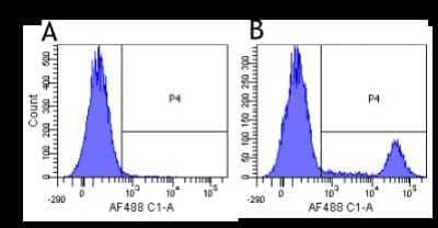 Flow Cytometry: CD20 Antibody (10F381 (rituximab)) - Chimeric - Azide and BSA Free [NBP2-52646]