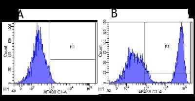 Flow Cytometry: CD20 Antibody (10F381 (rituximab)) - Chimeric - Azide and BSA Free [NBP2-52646]