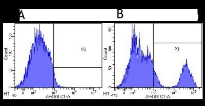 Flow Cytometry: CD20 Antibody (10F381 (rituximab)) - Chimeric - Azide and BSA Free [NBP2-52646]