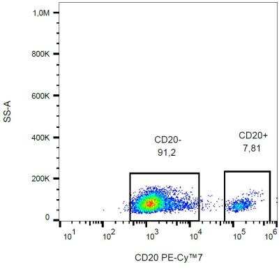 Flow Cytometry: CD20 Antibody (2H7) [NBP2-62206]