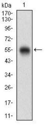 Western Blot: CD200/OX2 Antibody (6E8B11)BSA Free [NBP2-52438]