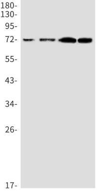 Western Blot: CD229/SLAMF3/Lymphocyte Antigen 9 Antibody (S02-1I0) [NBP3-19846]