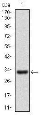 Western Blot: CD24 Antibody (4F4E10)BSA Free [NBP2-37352]