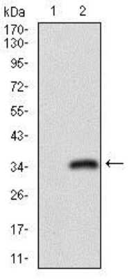 Western Blot: CD24 Antibody (4F4E10)BSA Free [NBP2-37352]