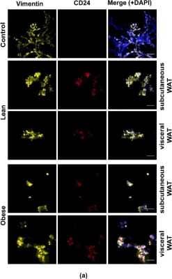 Immunocytochemistry/ Immunofluorescence: CD24 Antibody [NBP1-46390]