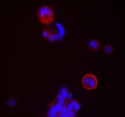 Immunocytochemistry/ Immunofluorescence: CD24 Antibody (ML5) - Azide and BSA Free [NBP2-80636]