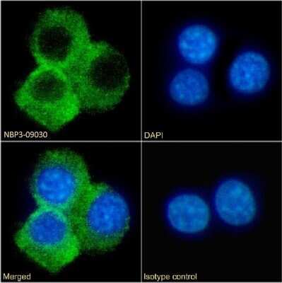 Immunocytochemistry/ Immunofluorescence: CD27 Ligand/TNFSF7/CD70 Antibody (TAN1-6) - Chimeric - Azide and BSA Free [NBP3-09030]