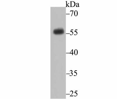 Western Blot: CD27/TNFRSF7 Antibody (JB40-98) [NBP2-75434]