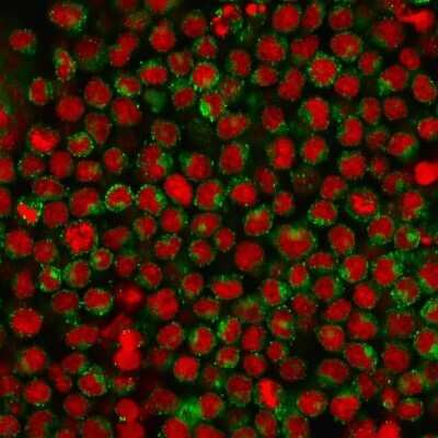 Immunocytochemistry/ Immunofluorescence: CD27/TNFRSF7 Antibody (LPFS2/1611) - Azide and BSA Free [NBP2-54582]