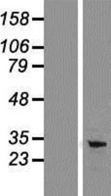 Western Blot: PD-L1 Overexpression Lysate [NBP2-07377]