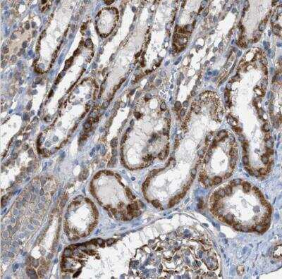 Immunohistochemistry-Paraffin: CD277/BTN3A1 Antibody [NBP1-90750]