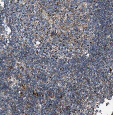Immunohistochemistry-Paraffin: CD277/BTN3A1 Antibody [NBP1-90750]