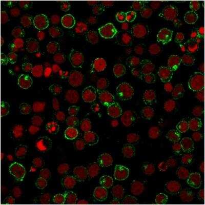 Immunocytochemistry/ Immunofluorescence: CD28 Antibody (204.12) - Azide and BSA Free [NBP2-54769]