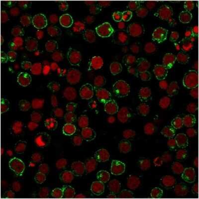 Immunocytochemistry/ Immunofluorescence: CD28 Antibody (204.12) [NBP2-44760]