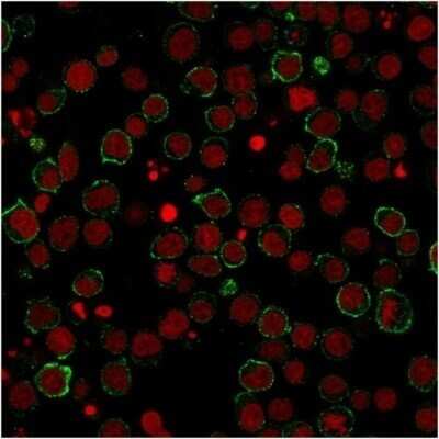 Immunocytochemistry/ Immunofluorescence: CD28 Antibody (CB28) - Azide and BSA Free [NBP2-34592]