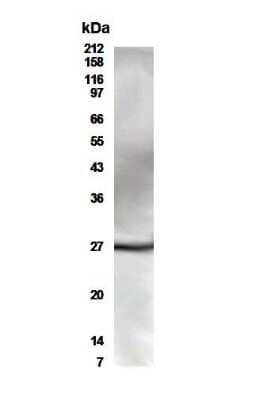 Western Blot: CD28 AntibodyBSA Free [NB100-93558]