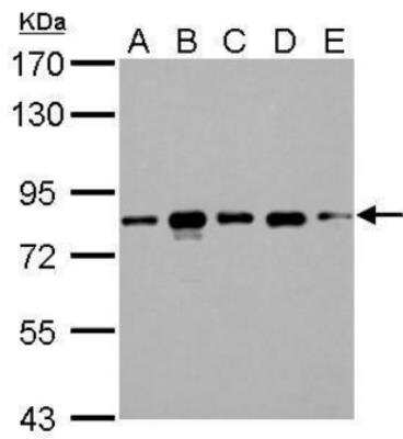 Western Blot: CD2AP Antibody [NBP2-53098]