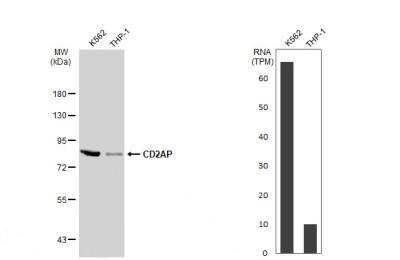 Western Blot: CD2AP Antibody [NBP2-53098]