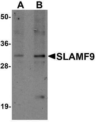 Western Blot: CD2F-10/SLAMF9 AntibodyBSA Free [NBP1-76534]