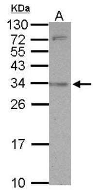 Western Blot: CD2F-10/SLAMF9 Antibody [NBP2-20382]