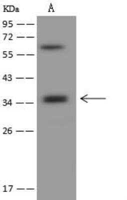 Western Blot: CD2F-10/SLAMF9 Antibody [NBP3-12603]