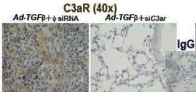 Immunohistochemistry-Paraffin: CD3 Antibody (SP7) [NB600-1441]
